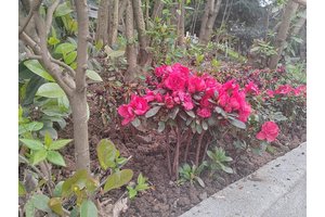 重庆照母山人和公墓